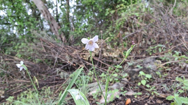 Alophia silvestris photo 7