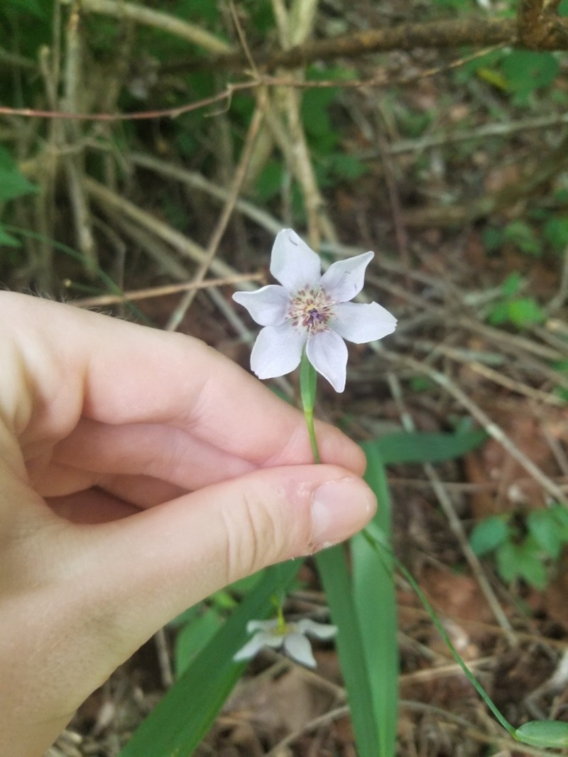 Alophia silvestris photo 8
