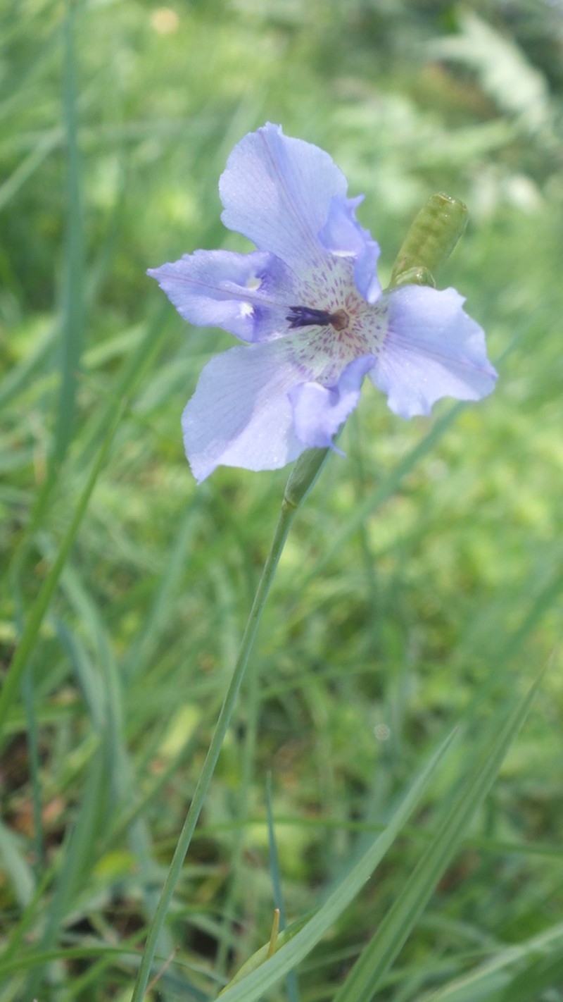 Alophia veracruzana