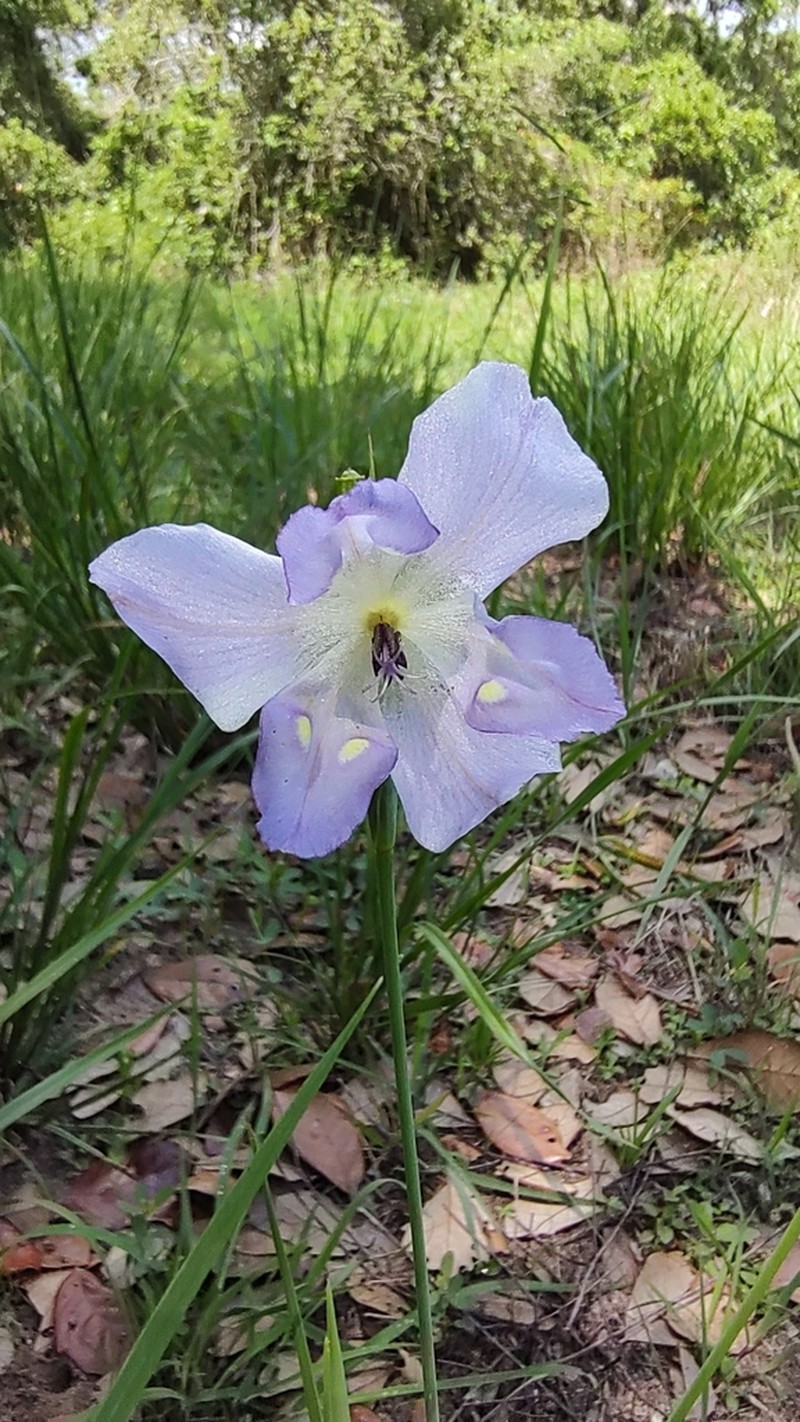 Alophia veracruzana photo 2
