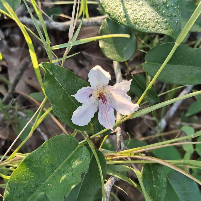 Alophia veracruzana photo 3