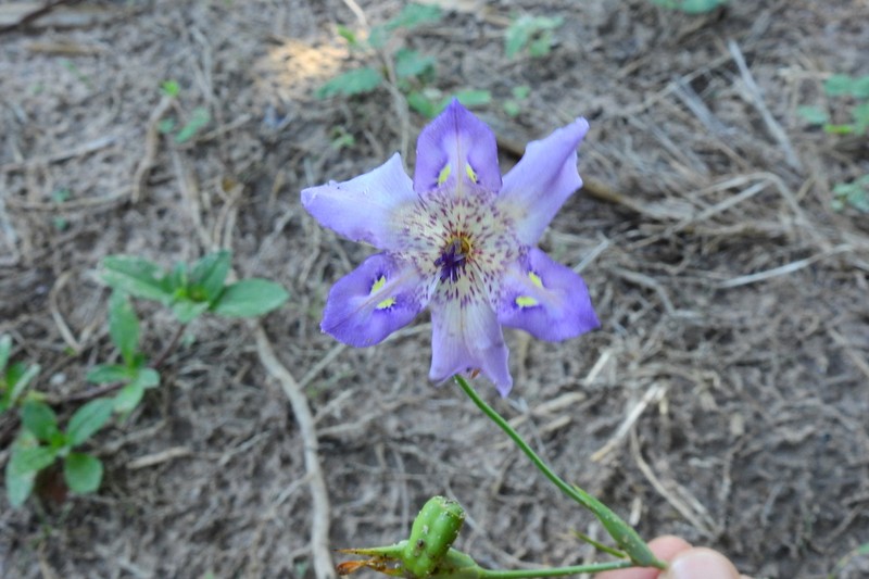 Alophia veracruzana photo 5