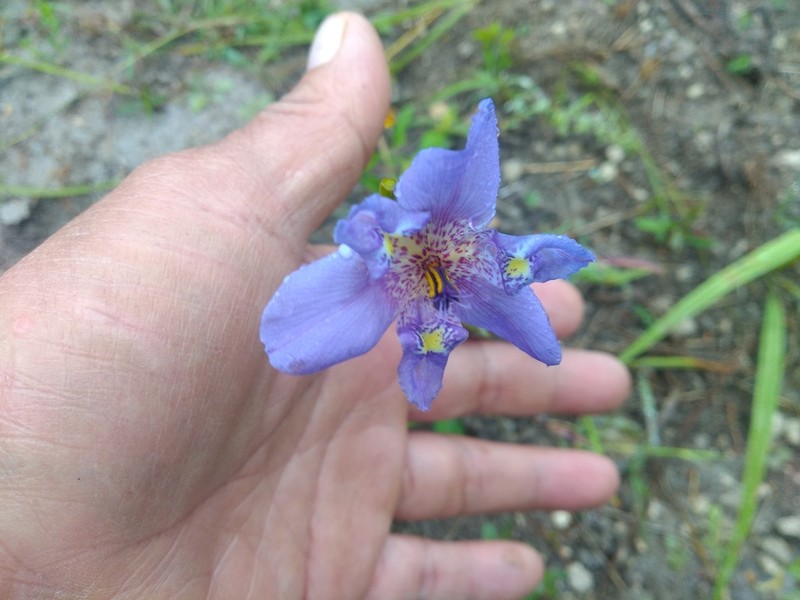 Alophia veracruzana photo 6