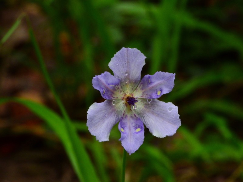Alophia veracruzana photo 8