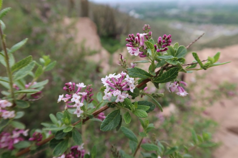 Aloysia arequipensis
