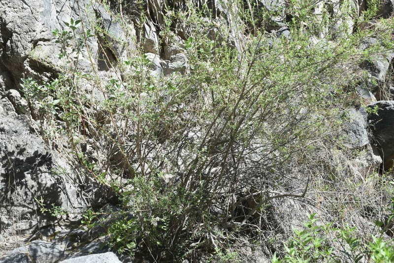 Aloysia arequipensis photo 2