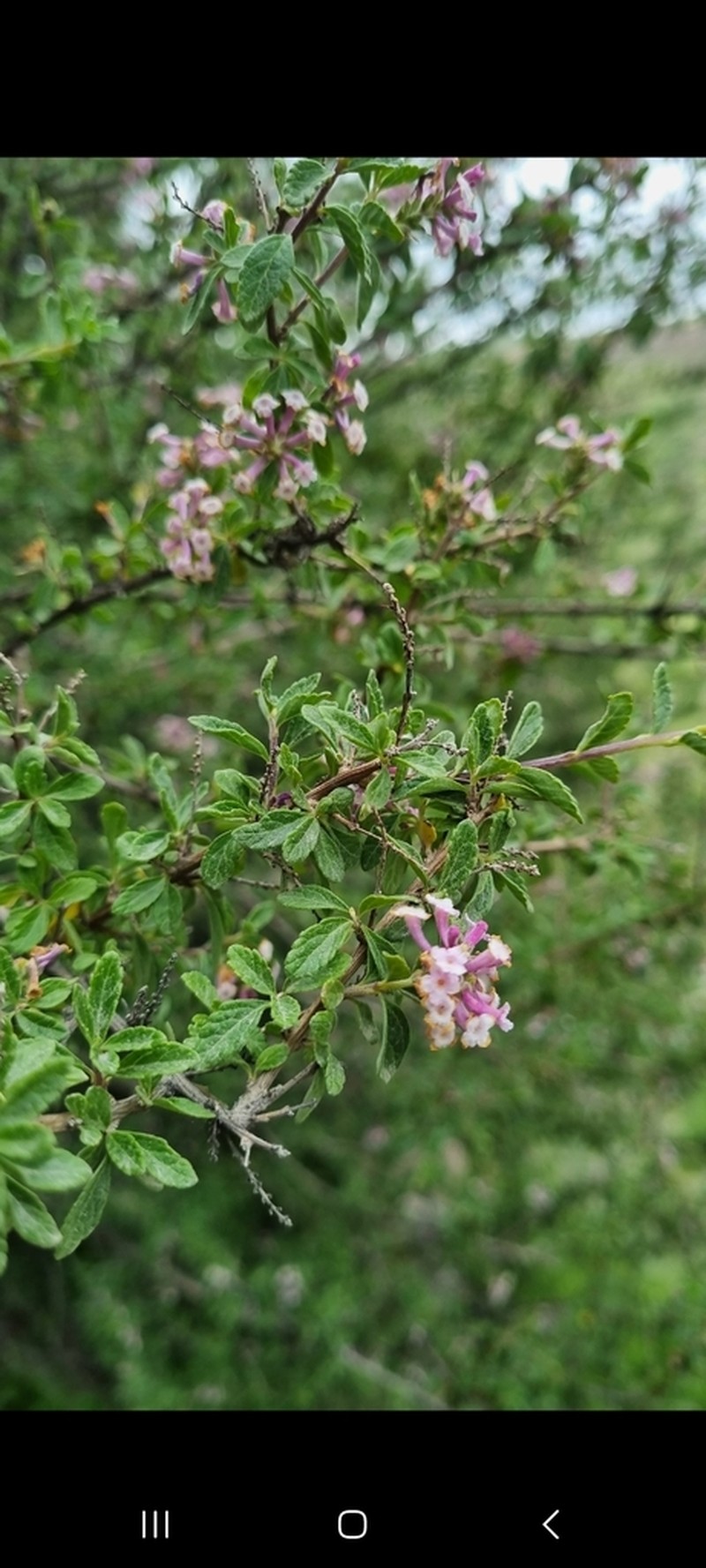 Aloysia arequipensis photo 3