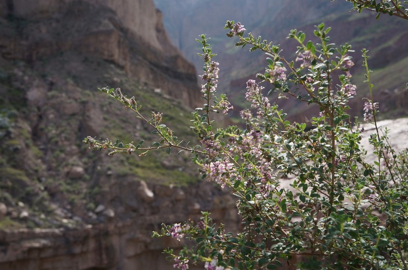 Aloysia arequipensis photo 4