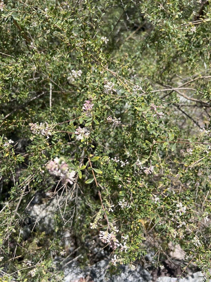 Aloysia arequipensis photo 5
