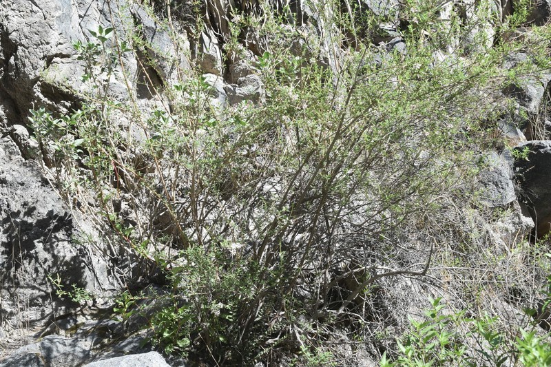 Aloysia arequipensis photo 7