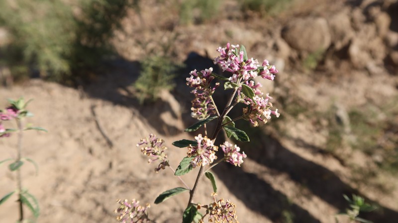 Aloysia arequipensis photo 8