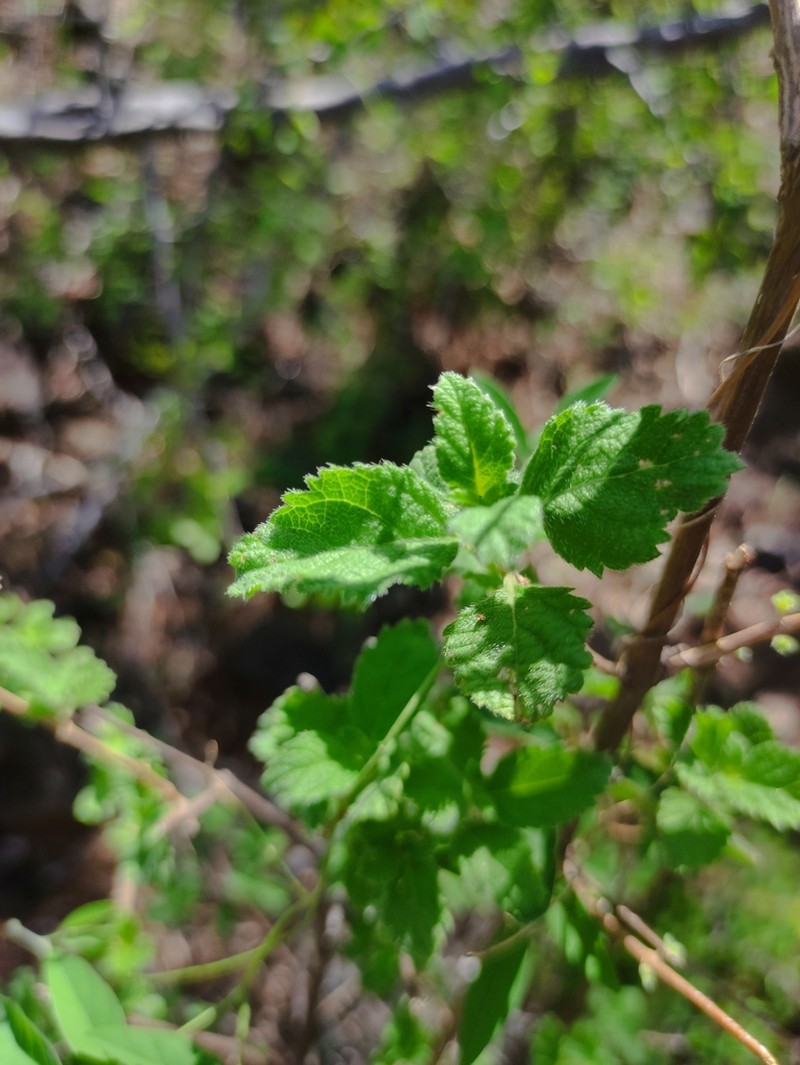 Aloysia barbata photo 2