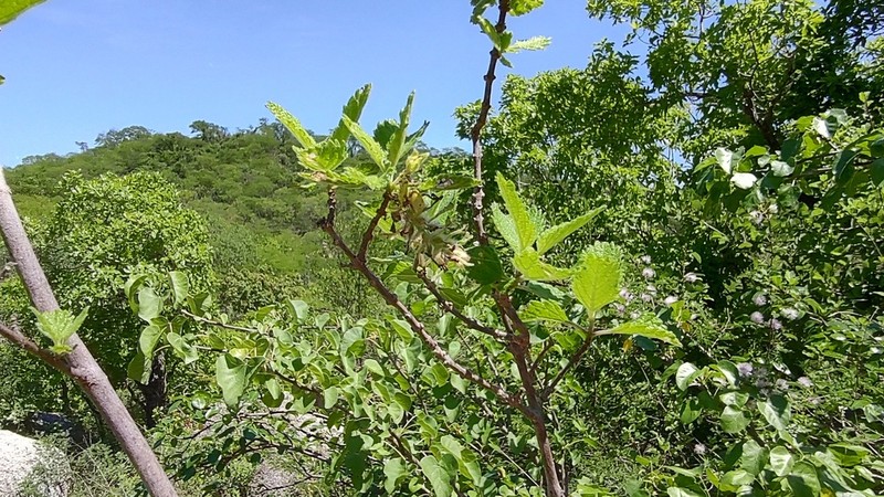 Aloysia barbata photo 3