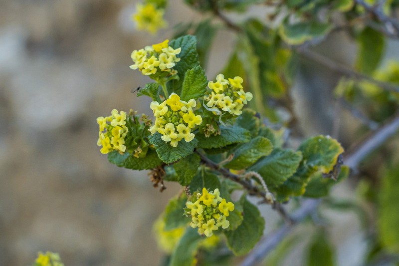 Aloysia barbata photo 4