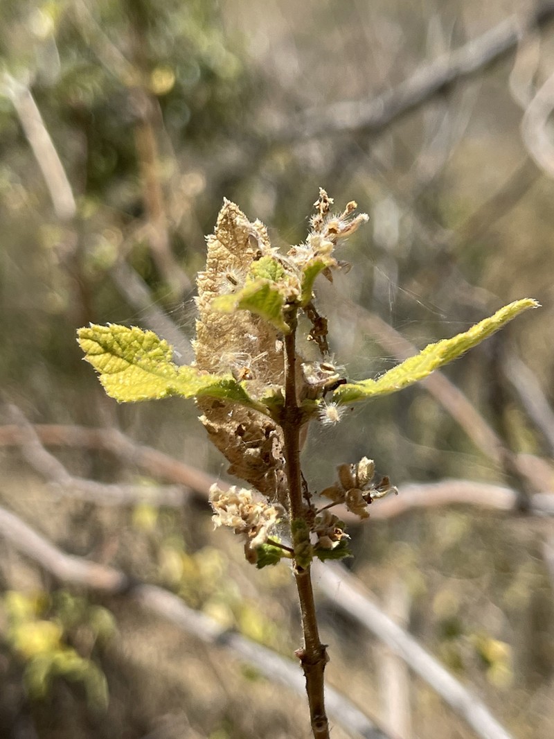 Aloysia barbata photo 5