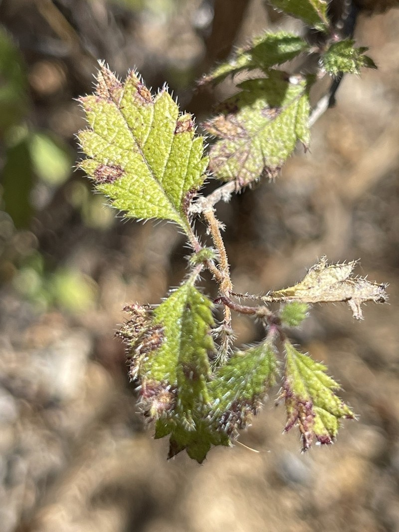 Aloysia barbata photo 6