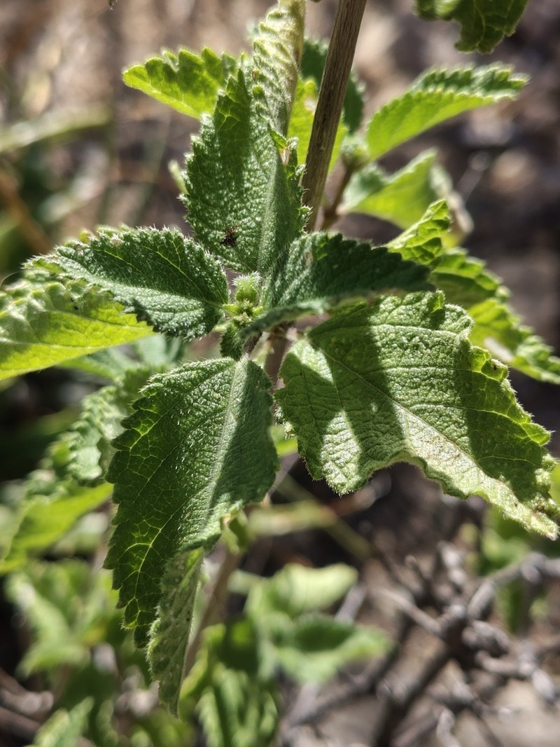 Aloysia barbata photo 7