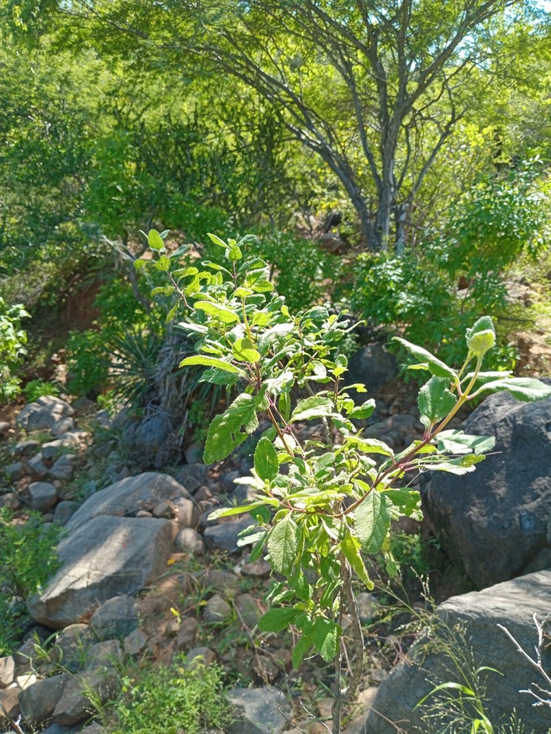 Aloysia barbata photo 8