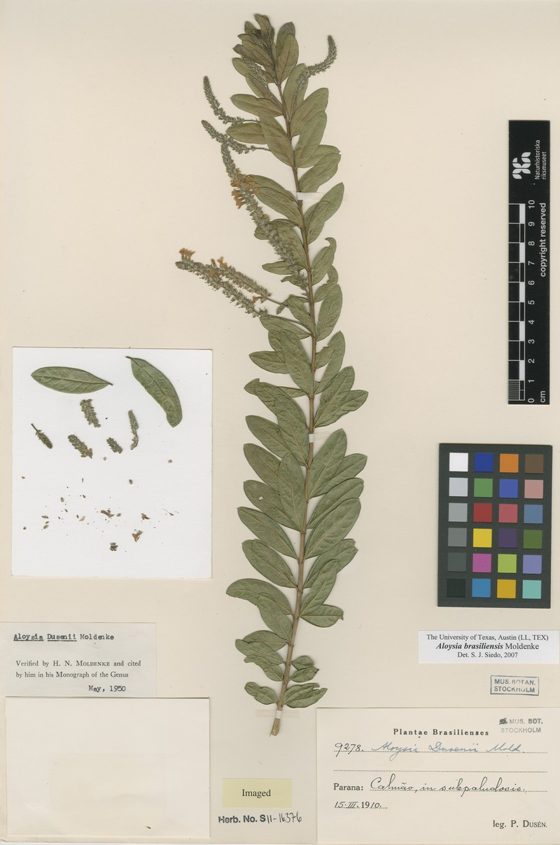 Aloysia brasiliensis