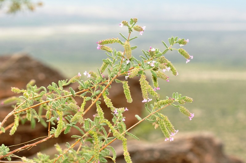 Aloysia castellanosii