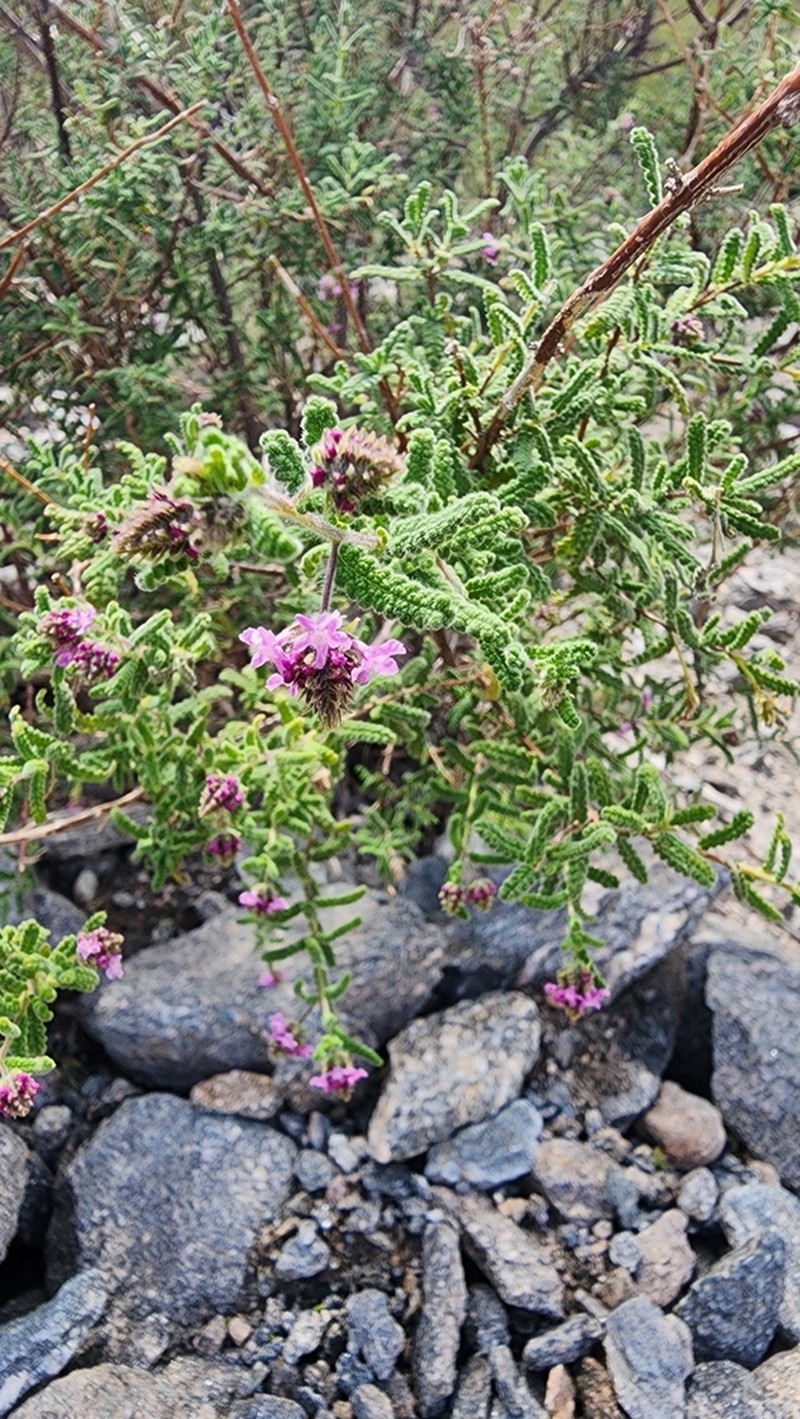 Aloysia castellanosii photo 3