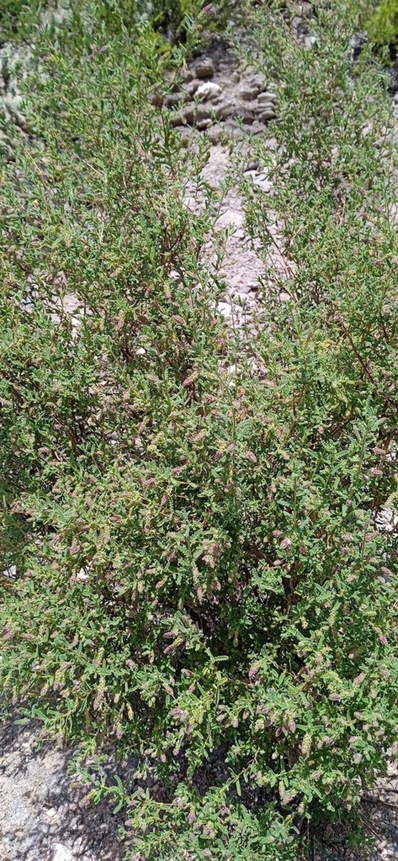 Aloysia castellanosii photo 4