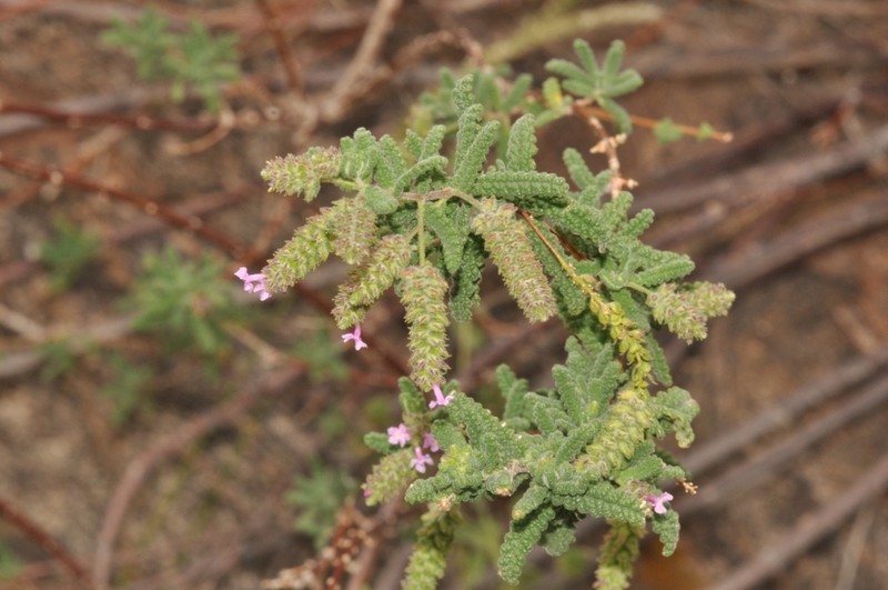 Aloysia castellanosii photo 5