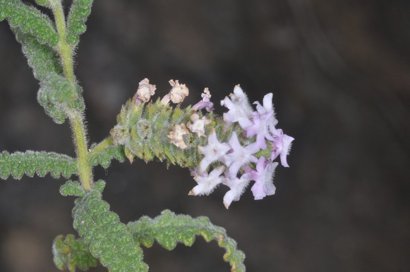 Aloysia castellanosii photo 6