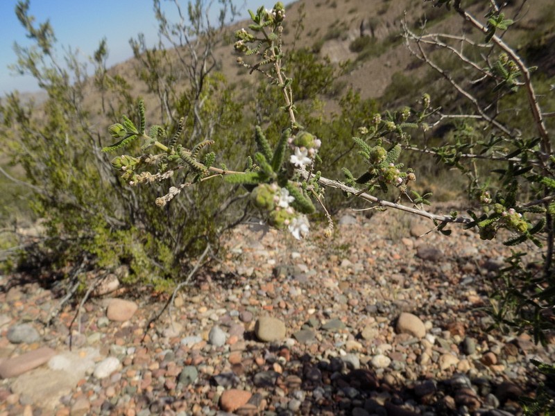 Aloysia castellanosii photo 8
