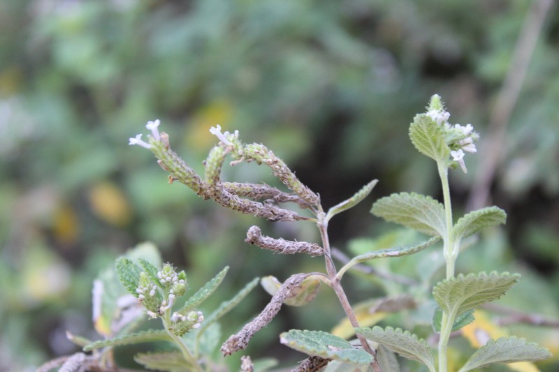 Aloysia catamarcensis