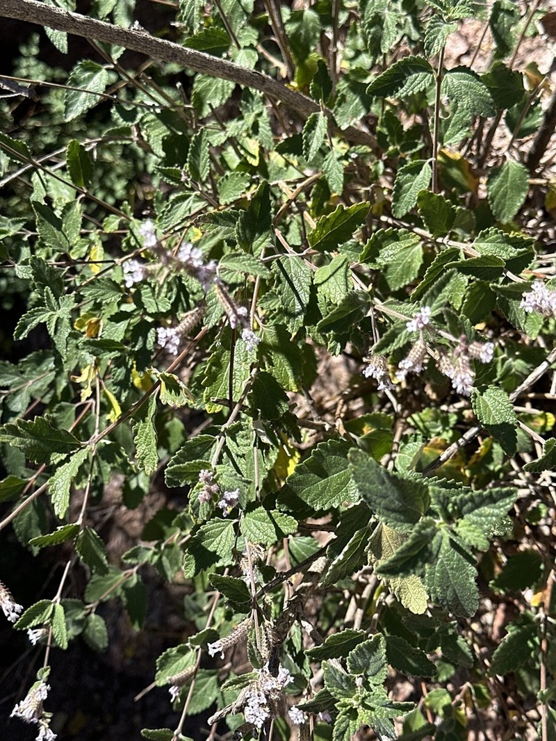 Aloysia catamarcensis photo 2