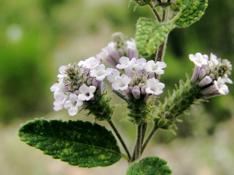 Aloysia catamarcensis photo 3