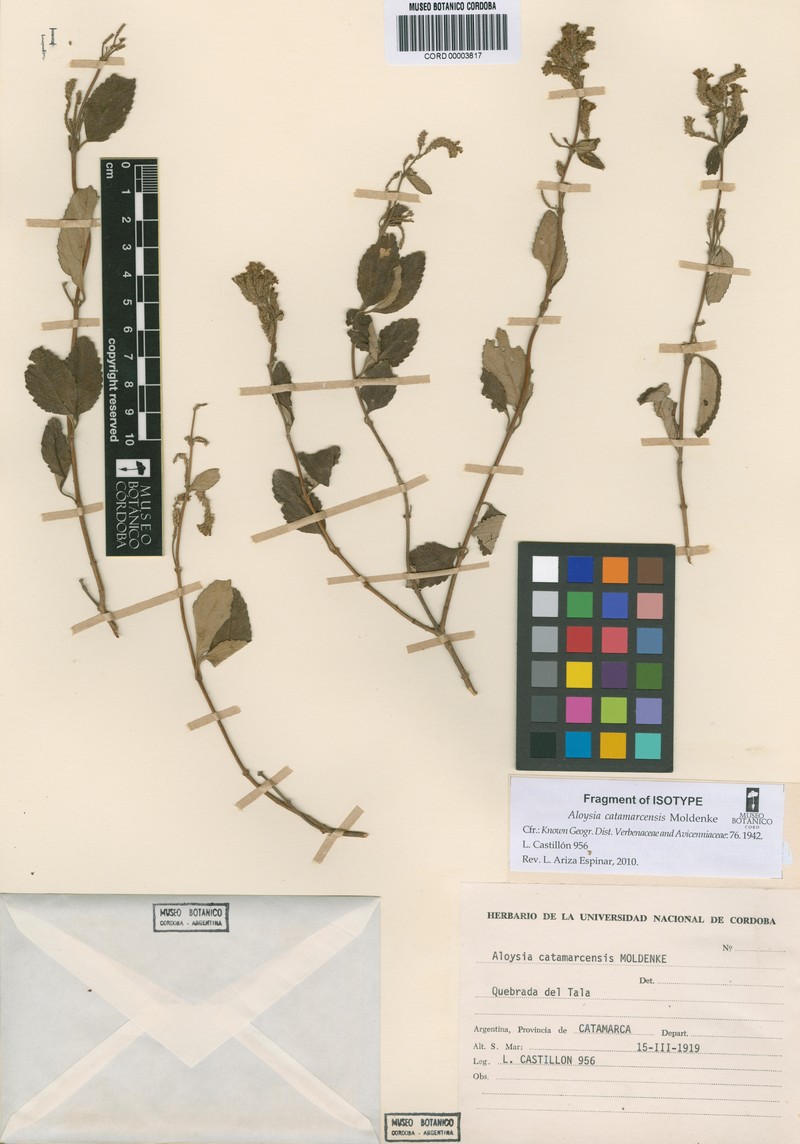 Aloysia catamarcensis photo 5