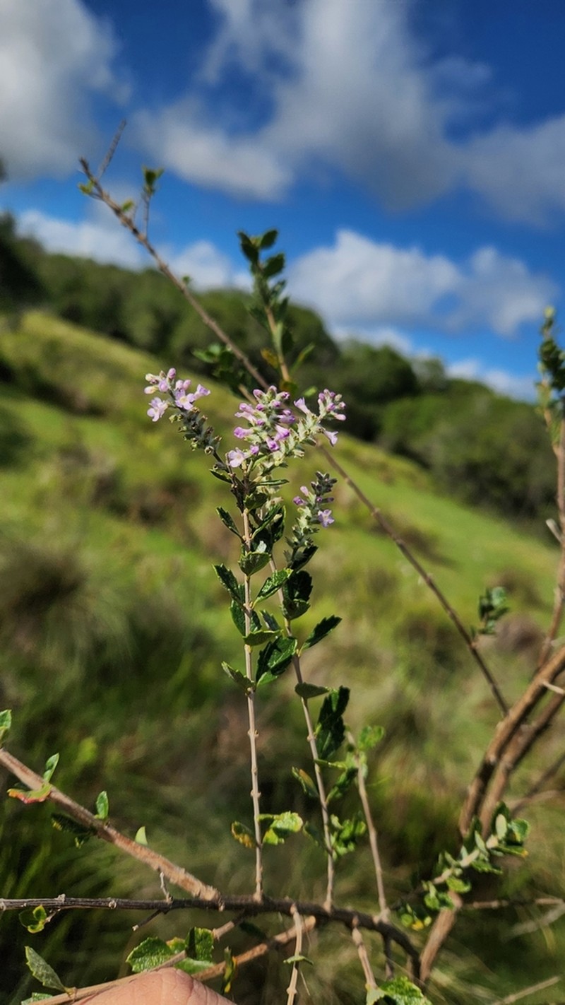Aloysia chamaedryfolia photo 2