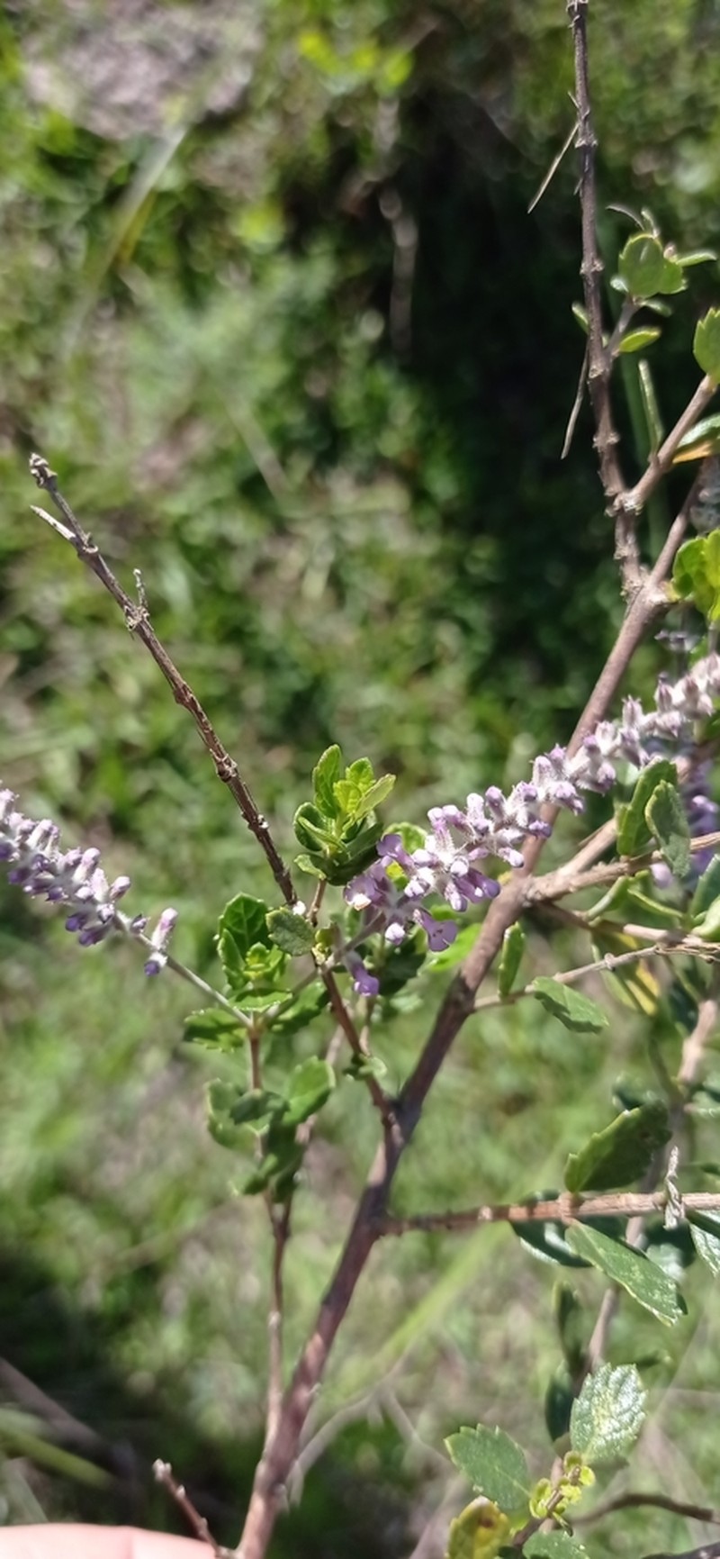 Aloysia chamaedryfolia photo 3