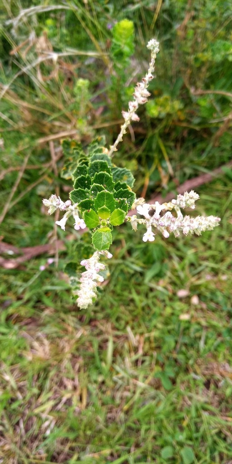 Aloysia chamaedryfolia photo 4
