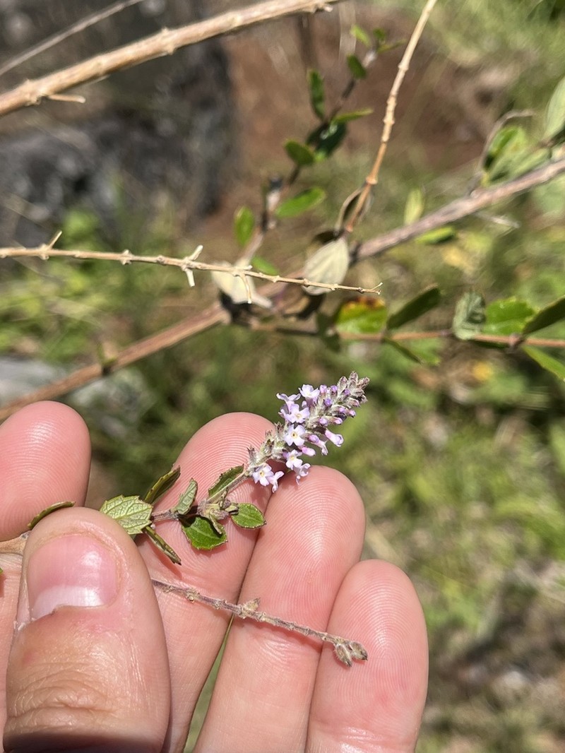 Aloysia chamaedryfolia photo 5
