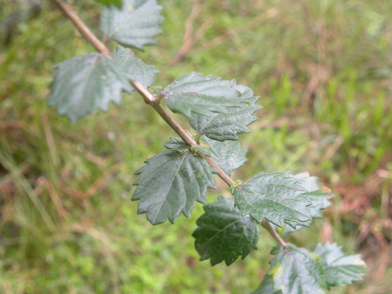Aloysia chamaedryfolia photo 6