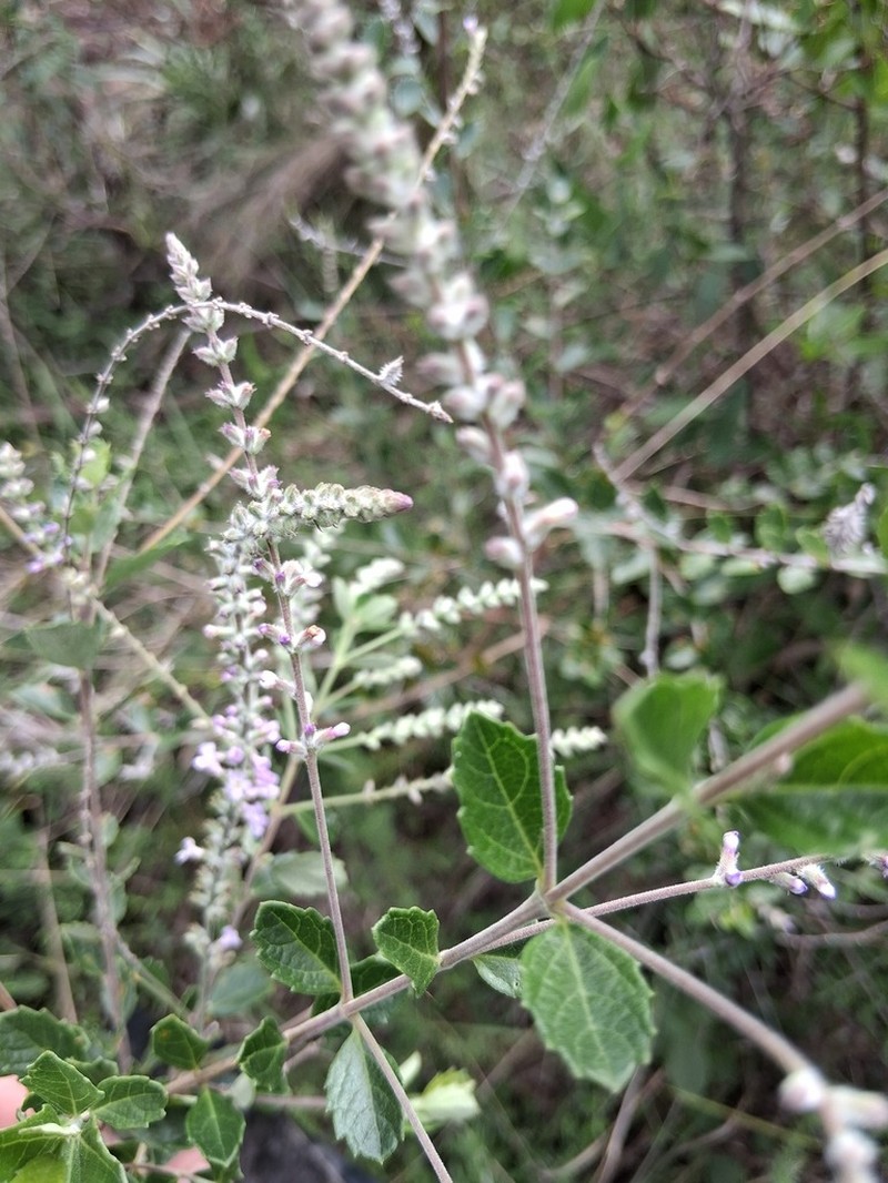 Aloysia chamaedryfolia photo 8