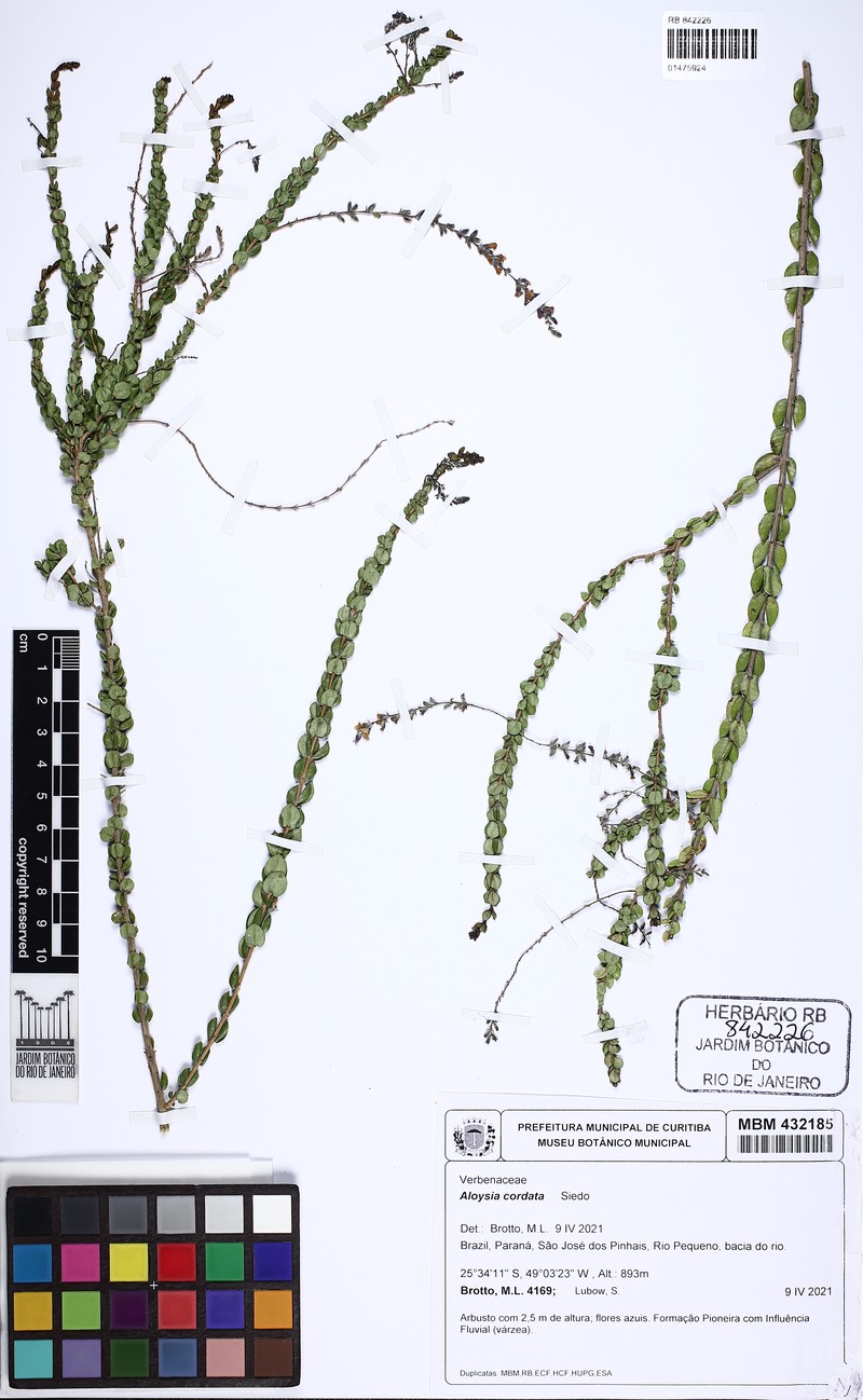 Aloysia cordata