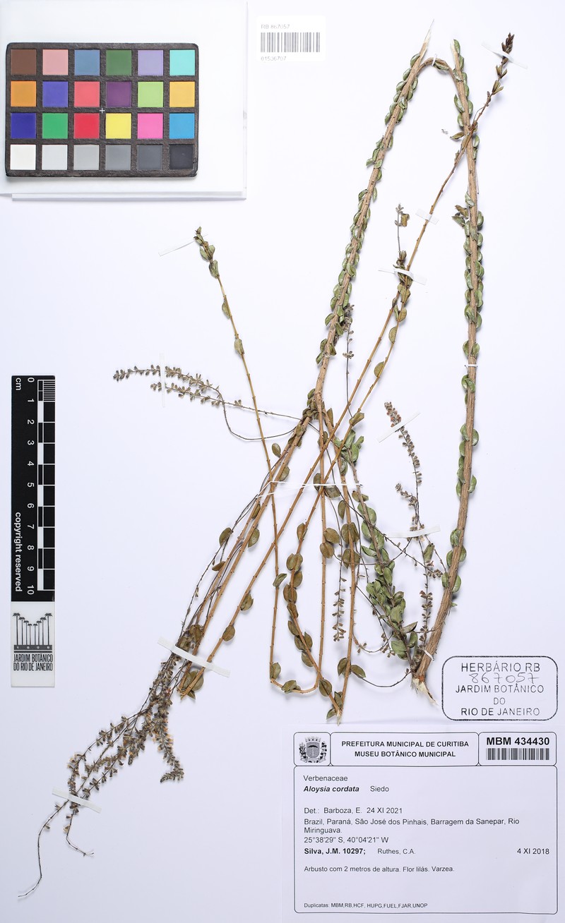 Aloysia cordata photo 2