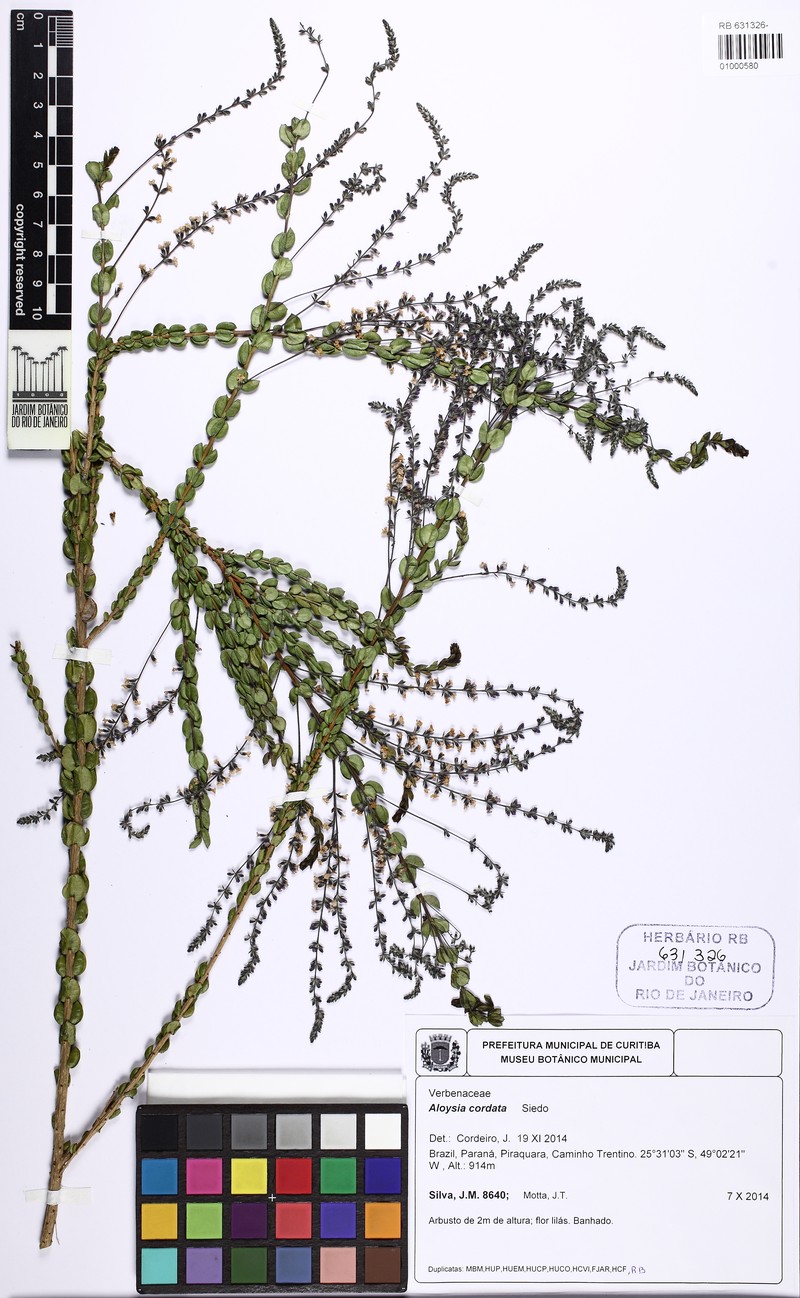 Aloysia cordata photo 3