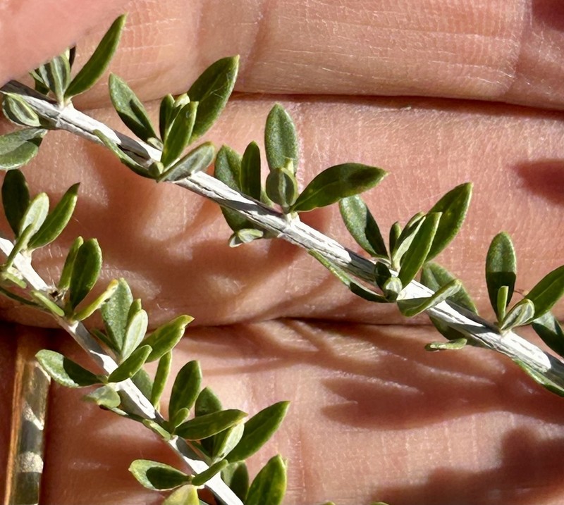 Aloysia decipiens