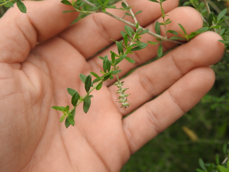 Aloysia decipiens photo 2