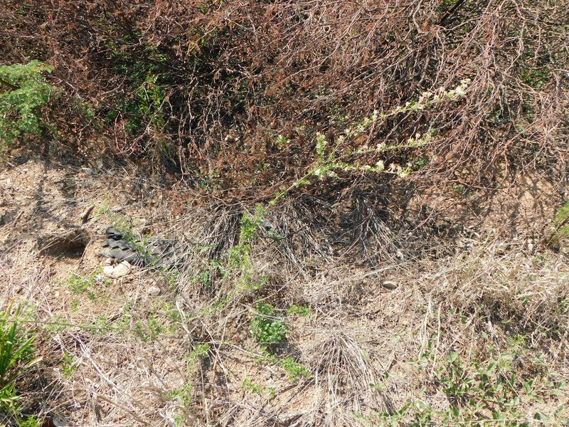 Aloysia decipiens photo 3