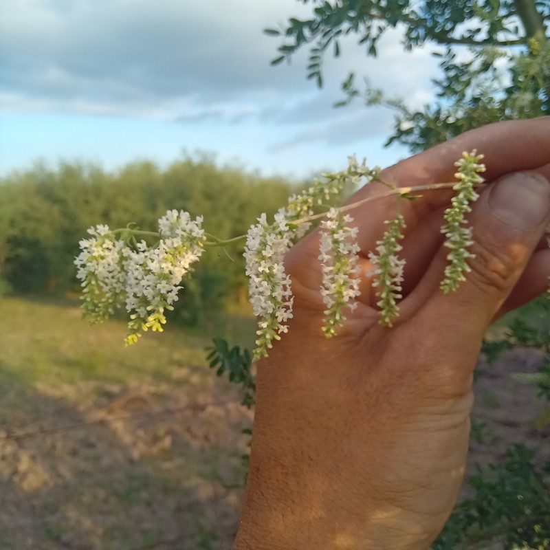 Aloysia decipiens photo 4