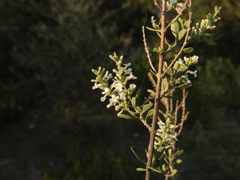 Aloysia decipiens photo 5