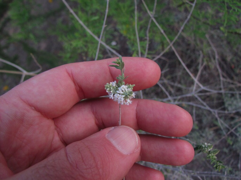 Aloysia decipiens photo 6