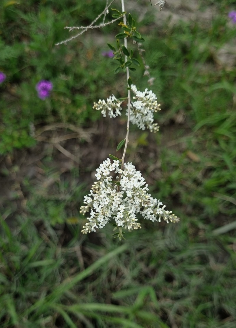 Aloysia decipiens photo 7