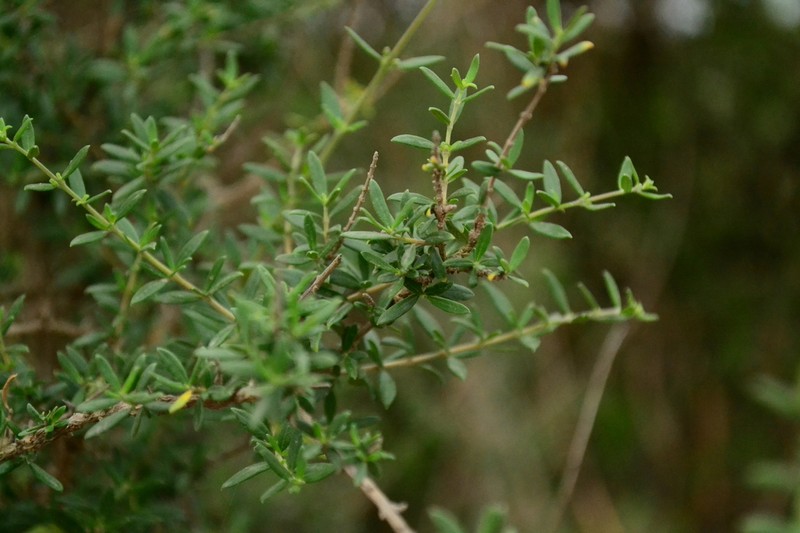 Aloysia decipiens photo 8